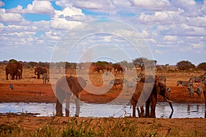 View of a family of elephants and zebras. Water pond in the Tsavo National Park in Kenya, Africa. Blue sky and red sand