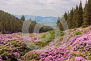 View on rhododendron blossom at the vee, ireland photo