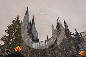 View of the famous Cologne Cathedral through decorated fir tree branches at a nearby Christmas market