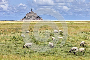 View of famous historic Le Mont Saint-Michel tidal island with sheeps grazing in pasture fields infront of it