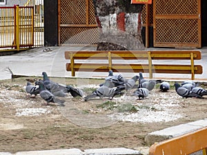View of a famous Shrine in Srinagar, pigeons feeding on grains