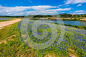 View of Famous Texas Bluebonnet Wildflowers on the Colorado Riv