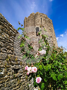 Farleigh Hungerford Castle ruined tower and roses