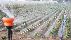 View of farm field with growing young potato bushes and irrigation system on background of hothouses on sunny summer day