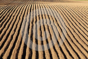 Potato rows on an Idaho farm.