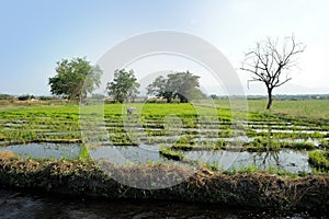 View of a farmer planting young green wheat seedlings in the field