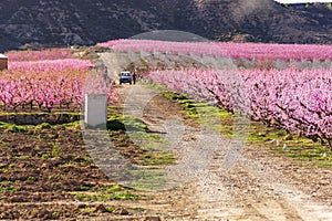 View of a farmer taking care of his pink peach trees field in blossom on natural background in Aitona photo