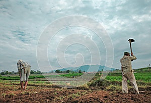 View of Farmers Plowing Rice Fields