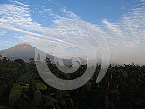 View Farmfield with background Sindoro mountain