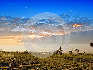 View Farmfield,  blue sky  and Clouds in morning photo