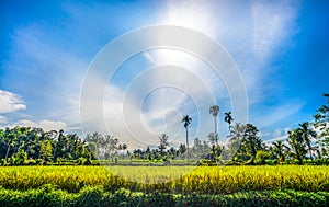 View of farmfield with Ready harvested paddy photo