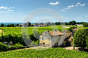 View of a farmhouse and rows of grape vines growing in a vineyard, Saint-Emilion.