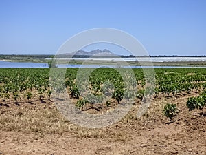 View of a farmland with intensive farming