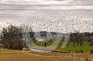 View of Farmlands and a Single Rail Road Track With a Large Flock of Birds Flying Across the View