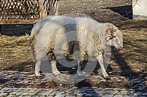 View of farmyard with white supercilious ram close up photo
