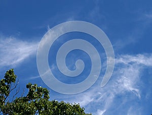 VIEW OF FEATHERY CLOUDS FROM A GARDEN