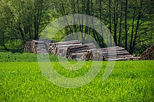 View of felled piled tree trunks near Dresden.Germany