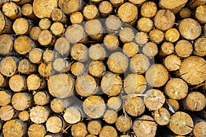 View of felled piled tree trunks near Dresden.Germany