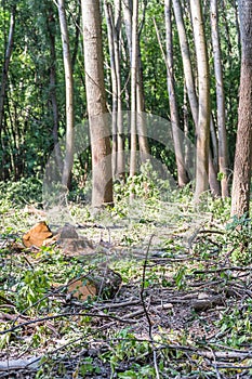 View of felled trees in the forest