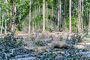 View of felled trees in the forest