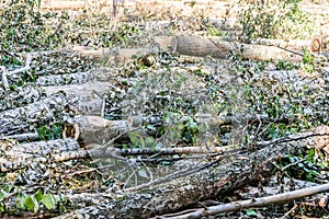 View of felled trees in the forest