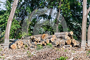 View of felled trees in the forest