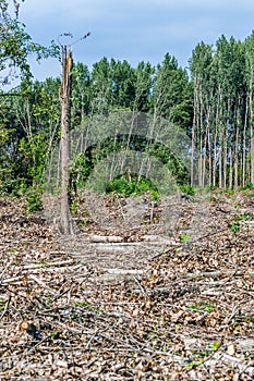 View of felled trees in the forest