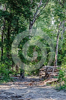 View of felled trees in the forest