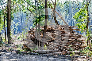 View of felled trees in the forest