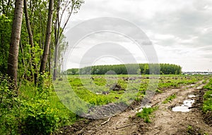 View of felled trees in the forest.