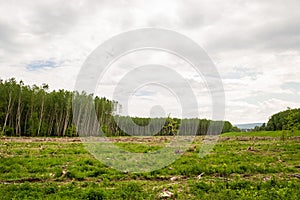 View of felled trees in the forest.