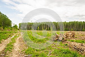 View of felled trees in the forest.