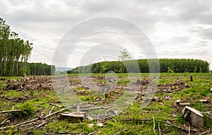 View of felled trees in the forest.