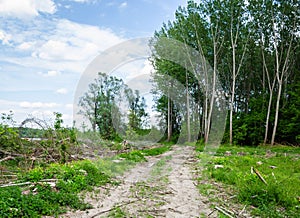 View of felled trees in the forest.