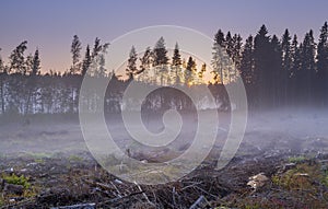 View of felled trees, stones and snags in outskirts of pine fore