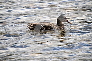 A view of a Female Mallard Duck