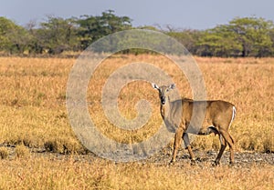 View of a female nilgai in Velavadar National Park with dried grassland background