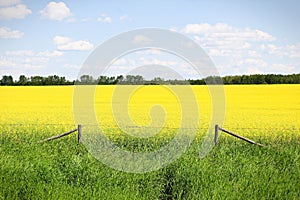 View of fence and a yellow canola field against a blue sky