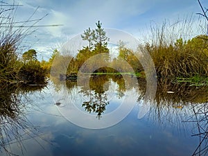 View on the fens of Kampina nature reserve near Oisterwijk in the Netherlands