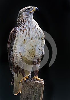 View of a Ferriginous Hawk