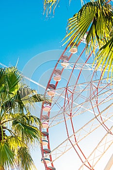 View of the Ferris wheel attraction against a background of blue sky between palm trees.