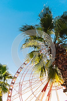 View of the Ferris wheel attraction against a background of blue sky between palm trees.