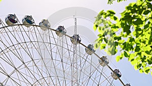 View of ferris wheel with colorful cabins through the spring green leaves of tree in the park. City ferris wheel against