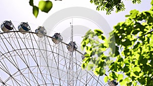 View of ferris wheel with colorful cabins through the spring green leaves of tree in the park. City ferris wheel against