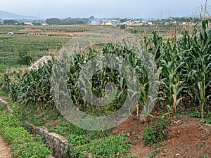 view The fertile corn gardens in Indonesia produce carbohydrate foods other than wheat and rice ind Kendal Regency