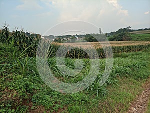 view The fertile corn gardens in Indonesia produce carbohydrate foods other than wheat and rice ind Kendal Regency