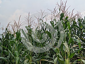 view The fertile corn gardens in Indonesia produce carbohydrate foods other than wheat and rice ind Kendal Regency