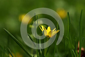 A view on ficaria verna or ranunculus ficaria from site for better view on around are. Beautiful green blur background for better