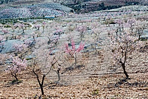 View of a Field of Almond Trees