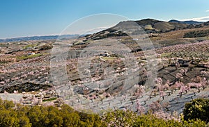 View of a Field of Almond Trees